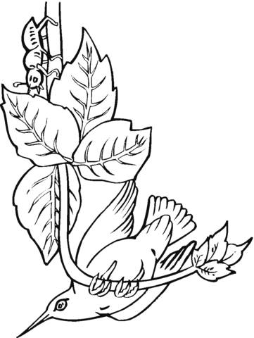 Bee Hummingbird Coloring Page